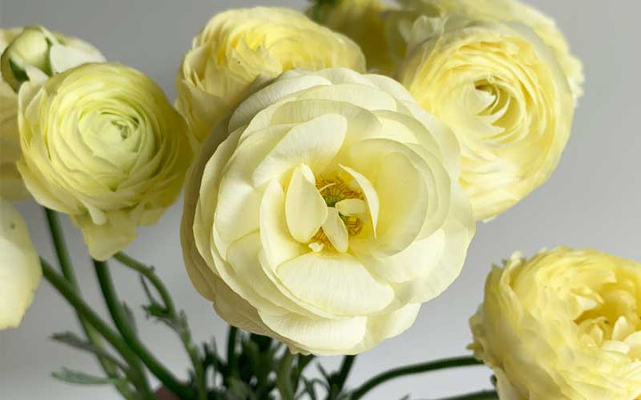 Light Yellow Ranunculus Flower Seeds – Heirloom Non-GMO High Germination Organic Garden Seeds for Planting