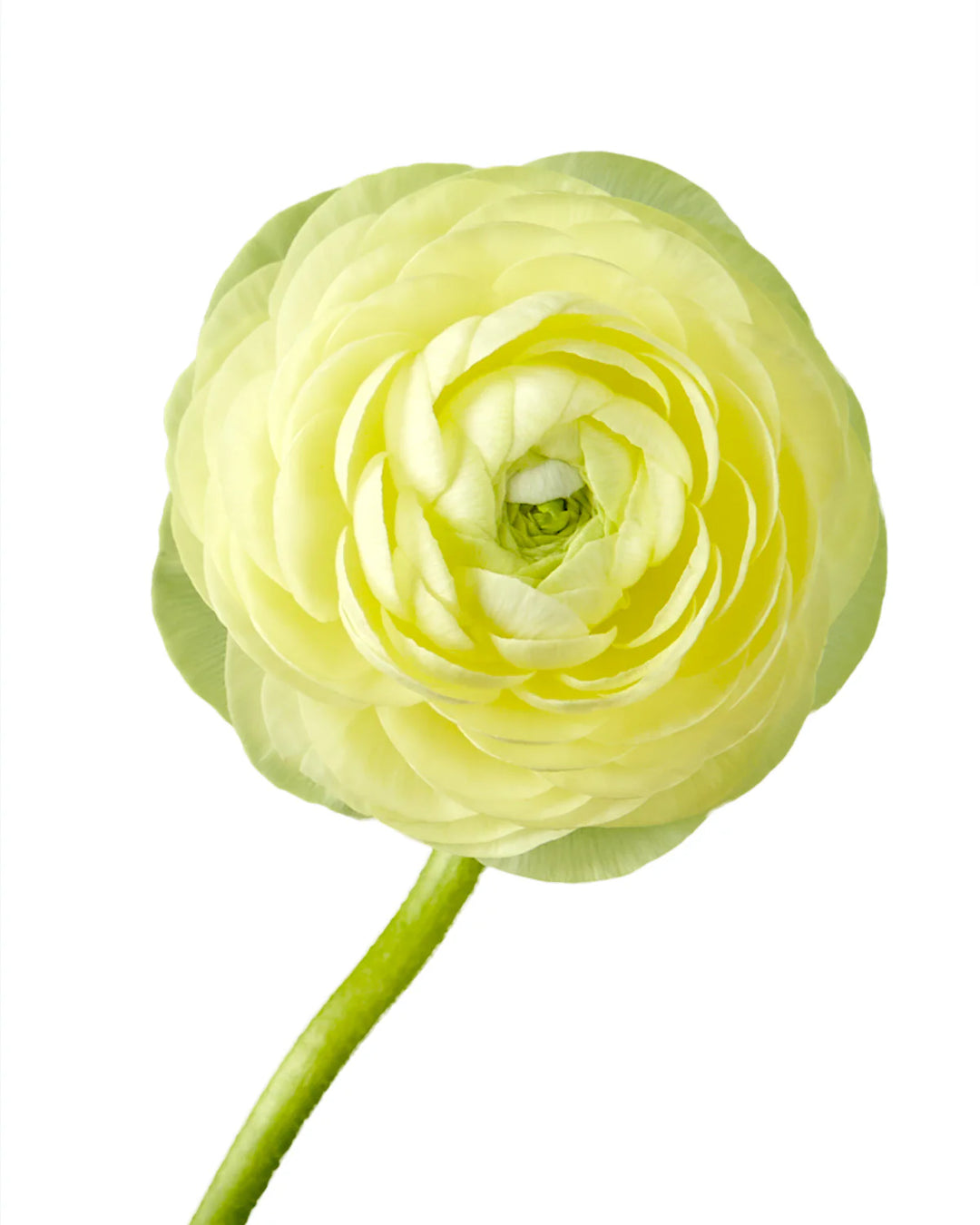 Light Yellow Ranunculus Flower Seeds – Heirloom Non-GMO High Germination Organic Garden Seeds for Planting