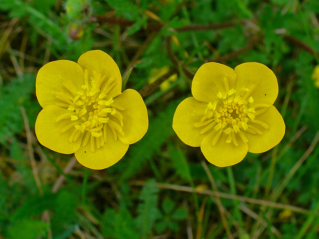 buttercup flower seeds for sale Heirloom Non-GMO Meadow Buttercup Flower Seeds for Planting – Bright Yellow Wildflower Garden Blooms