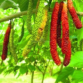 Rare Aegle Marmelos Seeds