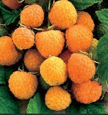 RARE Anne Yellow Raspberry Fruit Seeds for Planting