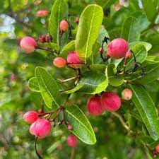 Rare Carissa Carandas (Karonda) Fruit Seeds