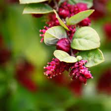 Rare Coralberry (Symphoricarpos Orbiculatus) Seeds