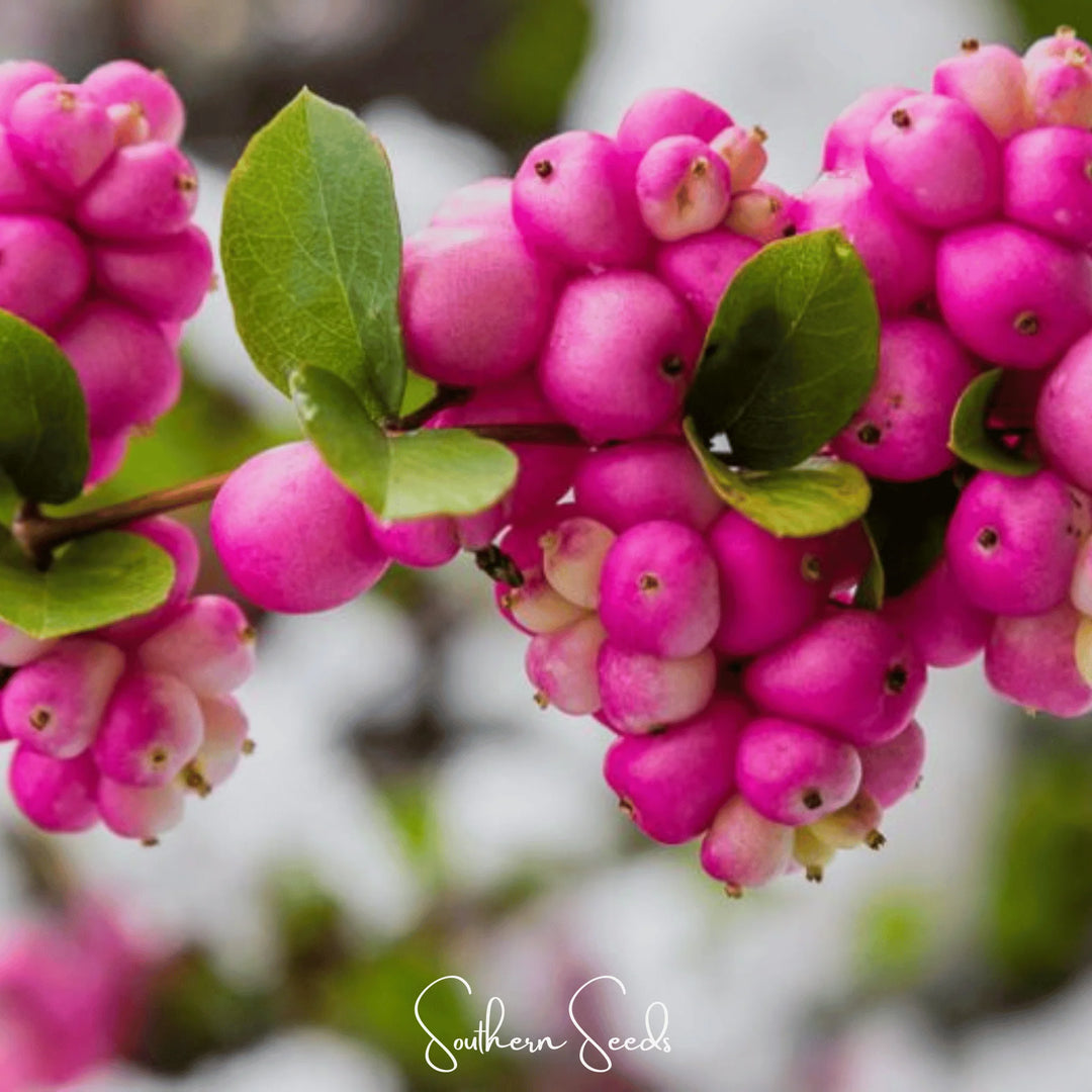 Rare Coralberry (Symphoricarpos Orbiculatus) Seeds