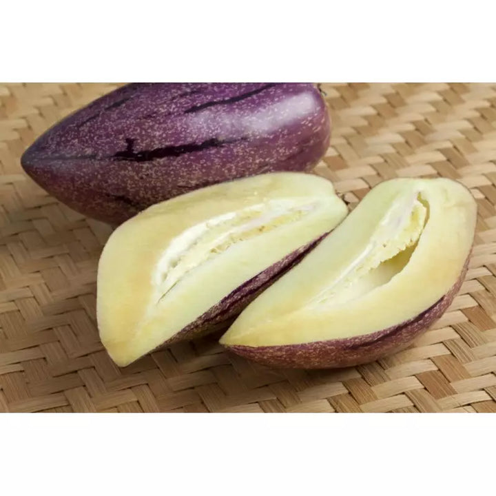 Rare Giant Purple Pepino Fruit Plant (Solanum muricatum) Seeds for Planting - A Rare and Sweet Melon-Like Fruit to Enhance Your Garden