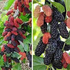 Rare Mulberry Plant Seeds
