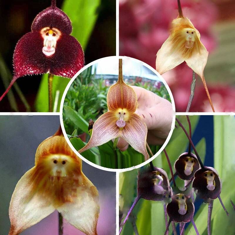 heirloom monkey flower seeds