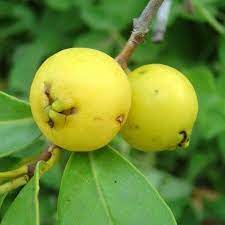 Rare Yellow Strawberry Guava Fruit Seeds for Planting