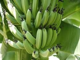 Raw Banana (Plantain) Fruit Seeds