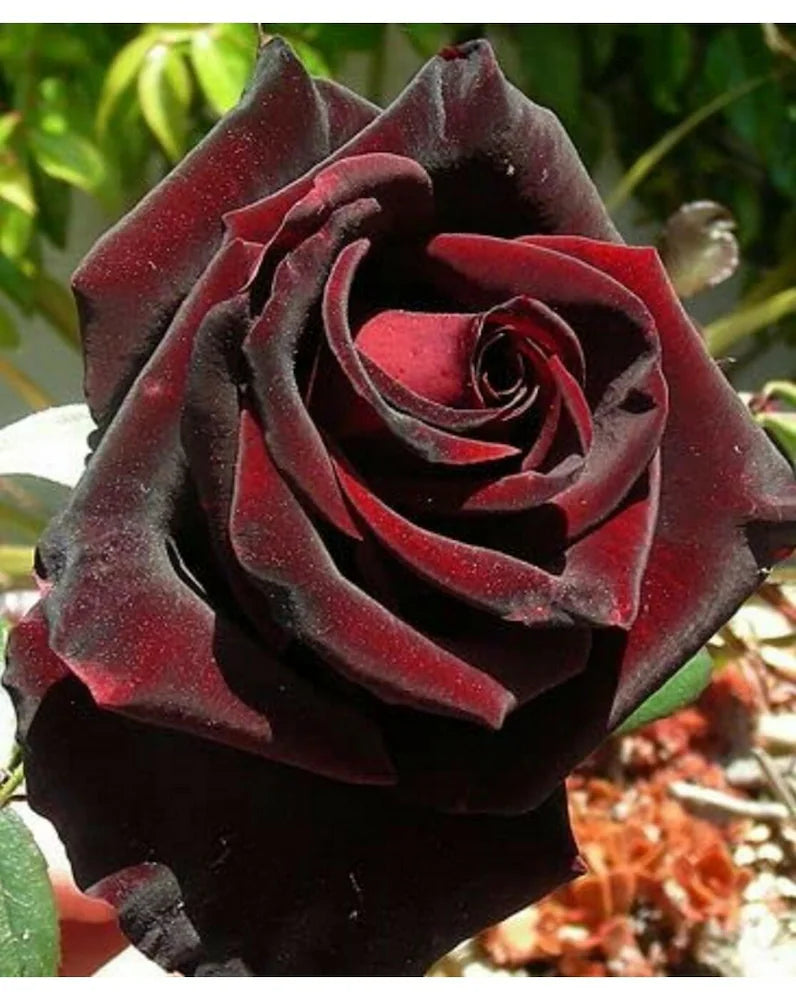 Rose Flower Seeds for Planting Maroon Red 100 pcs