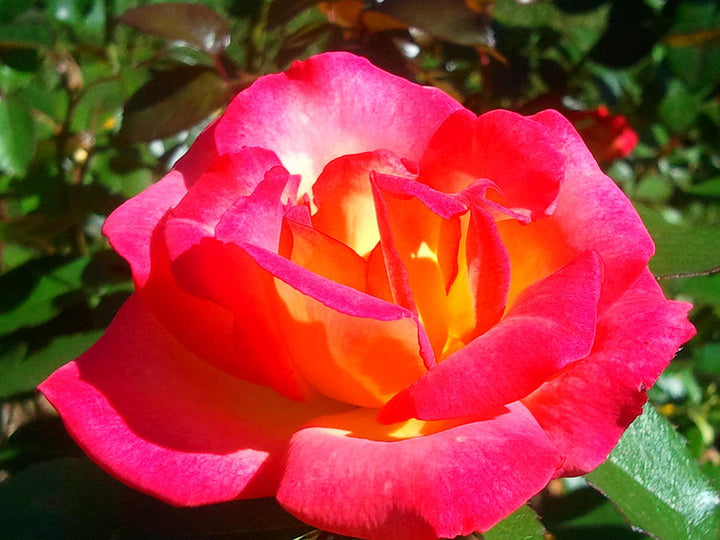 Bonsai Rose Flower Seeds for Planting 100 pcs – Heirloom, Non-GMO, High Germination Miniature Garden Seeds