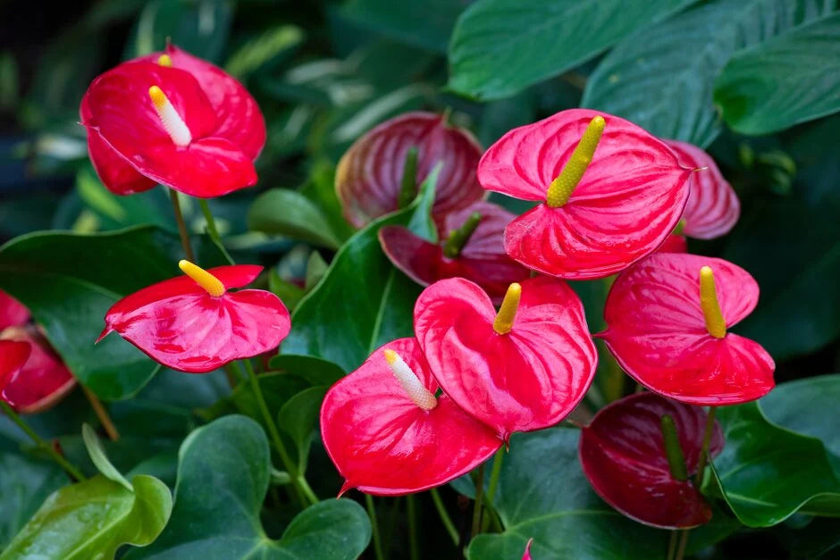 anthurium andraeanum flower seeds