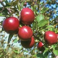 Red Apple Fruit Seeds for Planting
