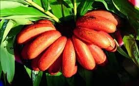 Red Banana Fruit Seeds for Planting
