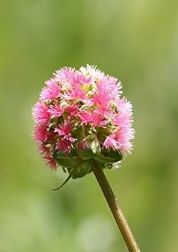 Red Burnet Sanguisorba Herb Seeds for Planting