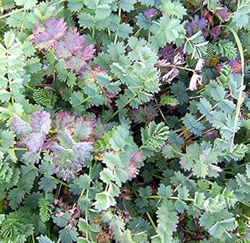 Red Burnet Sanguisorba Herb Seeds for Planting