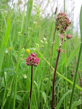 Red Burnet Sanguisorba Herb Seeds for Planting