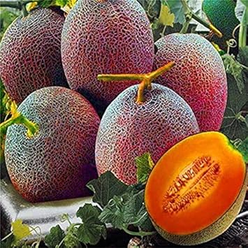 Red Cantaloupe Fruit Seeds for Planting