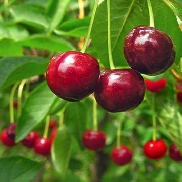 Red Cherry Fruit Seeds for Planting