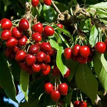 Red Cherry Fruit Seeds for Planting