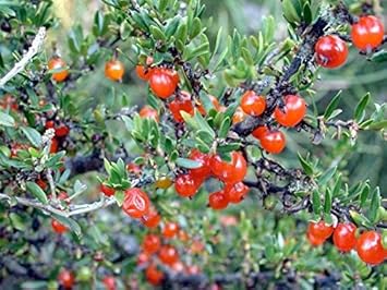 Red Coprosma Nitida Fruit Seeds for Planting | Heirloom Non-GMO Organic Seeds for Bright Red Landscape Fruits