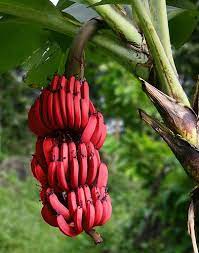 Red Dacca (Red Banana) Fruit Seeds for Planting