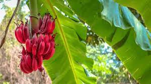 Red Dacca (Red Banana) Fruit Seeds for Planting