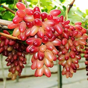 Red Grape Fruit Seeds
