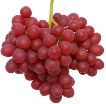 Red Grape Fruit Seeds for Planting