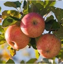 Red-Green Apple Fruit Seeds for Planting
