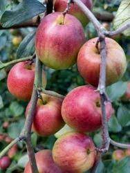 Red-Green Apple Fruit Seeds for Planting