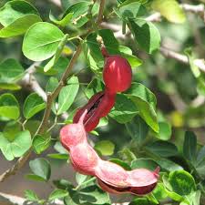 Red Guamuchil Fruit Seeds for Planting