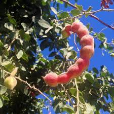 Red Guamuchil Fruit Seeds for Planting