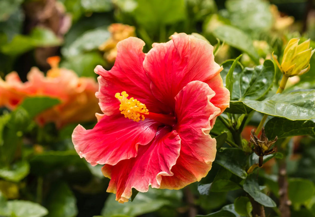 red orange flower seeds