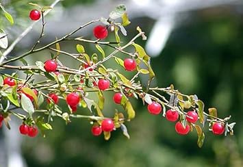Red Huckleberry Fruit Seeds for Planting