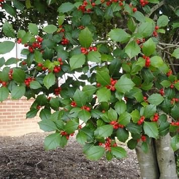 Red Ilex Opaca Fruit Seeds for Planting | Heirloom Non-GMO Organic Seeds for Hardy, Ornamental Red Berries