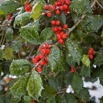 Red Ilex Opaca Fruit Seeds for Planting | Heirloom Non-GMO Organic Seeds for Hardy, Ornamental Red Berries