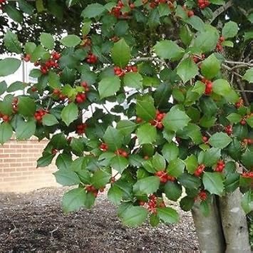 Red Ilex Plant Seeds for Planting | Heirloom Non-GMO Organic Seeds for Hardy, Ornamental Garden Shrubs