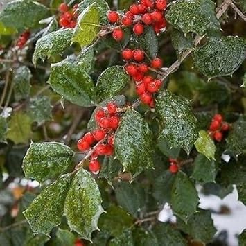 Red Ilex Plant Seeds for Planting | Heirloom Non-GMO Organic Seeds for Hardy, Ornamental Garden Shrubs