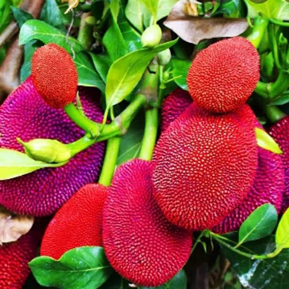 Red Jackfruit Fruit Seeds for Planting