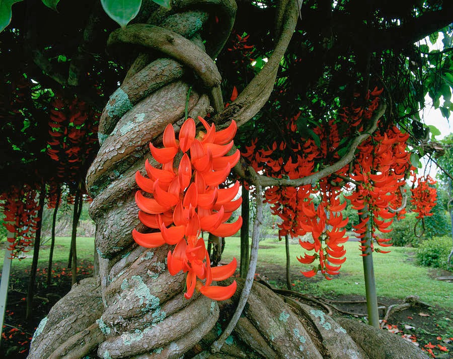 banana jade plant Red Jade Vine (Mucuna Bennettii) Flower Seeds – Heirloom, Non-GMO Seed – Neeraseeds