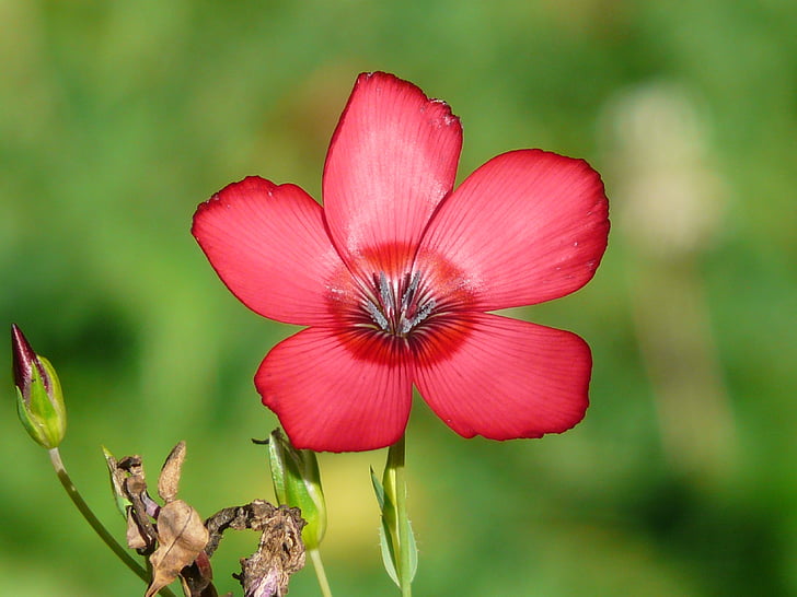 Heirloom Grandiflorum Flower Seeds, Non-GMO Vibrant Blooms for Colorful Garden Planting