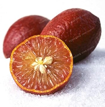 Red Lemon Fruit Seeds for Planting