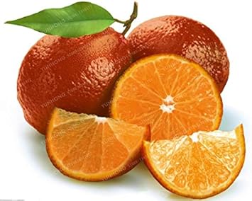 Red Lemon Fruit Seeds for Planting