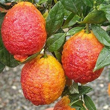 Red Lemon Fruit Seeds for Planting