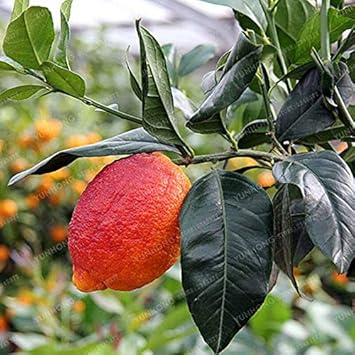 Red Lemon Fruit Seeds for Planting