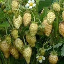 Red Longan Fruit Seeds