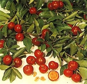 Red Malpighia Glabra Fruit Seeds for Planting