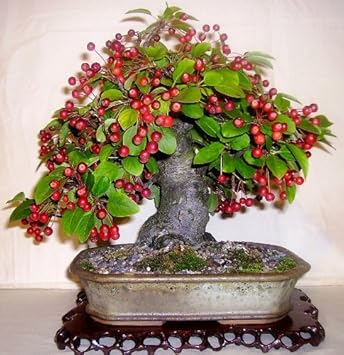 Red Malus Micromalus Fruit Seeds for Planting