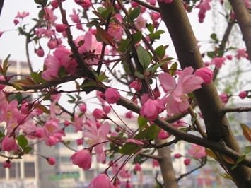 Red Malus Micromalus Fruit Seeds for Planting